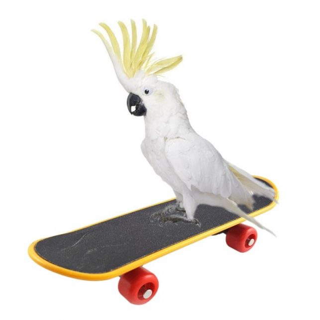 Pet Bird Toys Parrot Toys Funny Intelligence Skateboard Toy Stand Perch Toy For Parakeet Cockatiels Bird Training Accessories
